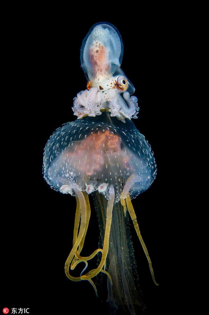 潛水員拍攝海洋生物 深海精靈長相怪異恍如天外來物【5】