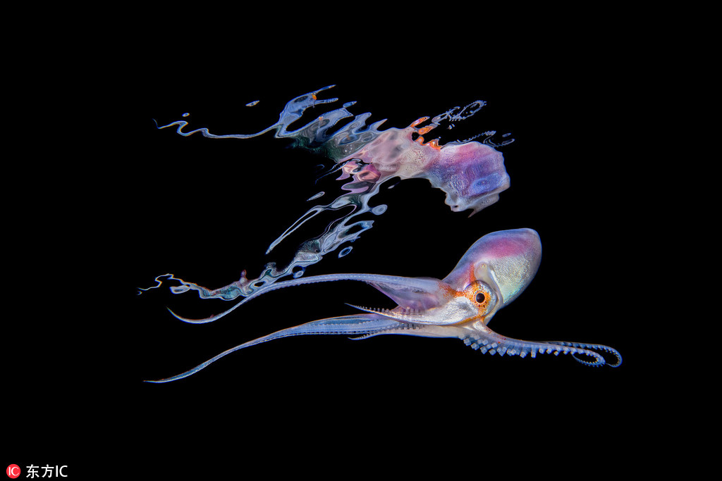 潛水員拍攝海洋生物 深海精靈長相怪異恍如天外來物【7】