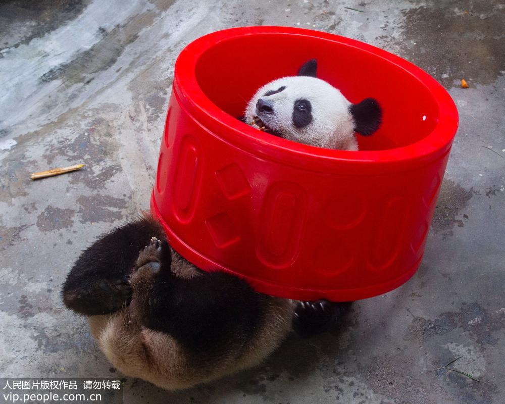 2018年8月10日，在南京紅山森林動物園，大熊貓在空調房裡玩耍。