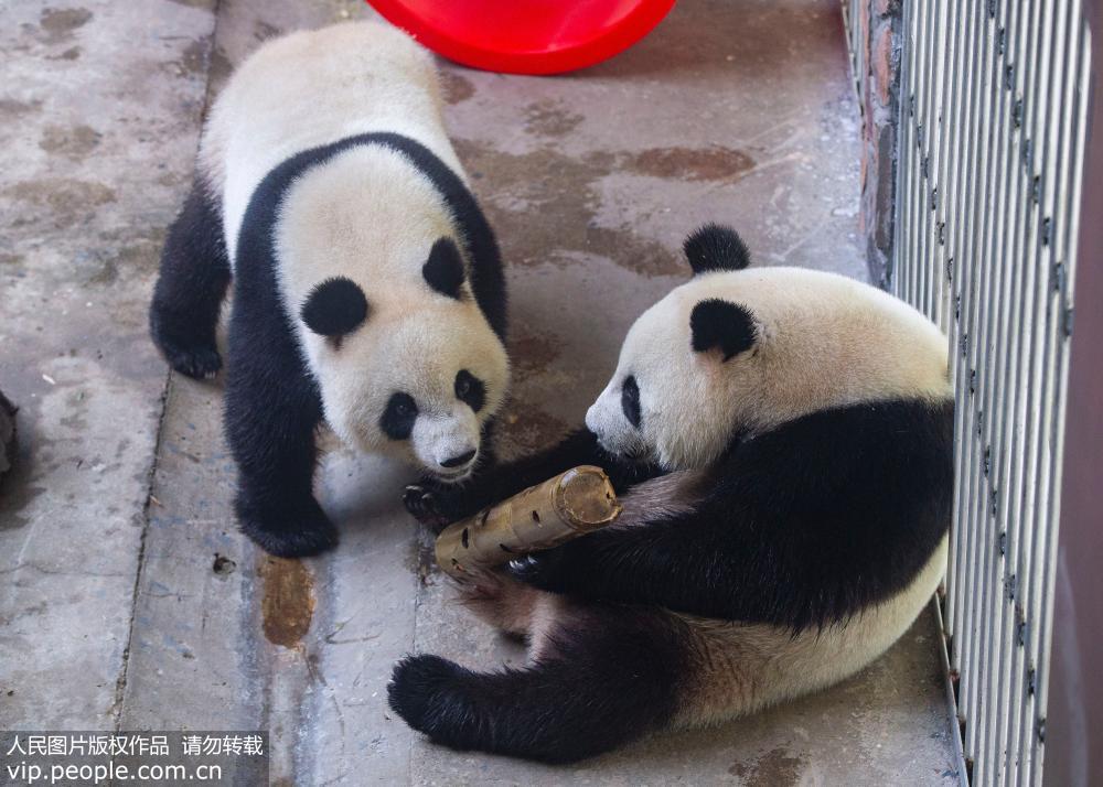 2018年8月10日，在南京紅山森林動物園，大熊貓在空調房裡玩耍。
