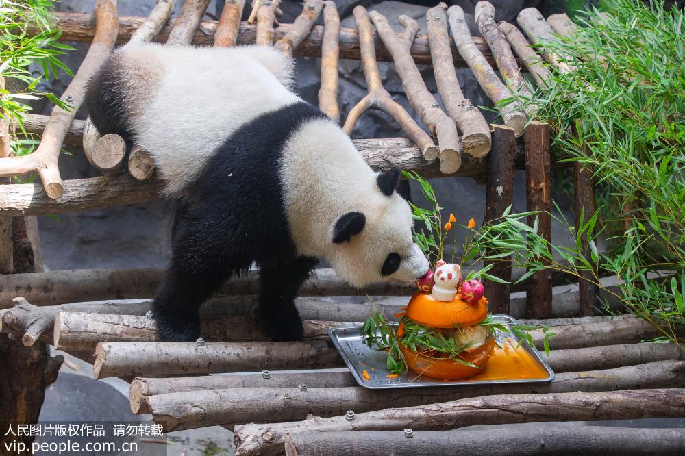 2018年8月10日，在南京红山森林动物园，大熊猫在空调房里品尝“冰镇生日蛋糕”。