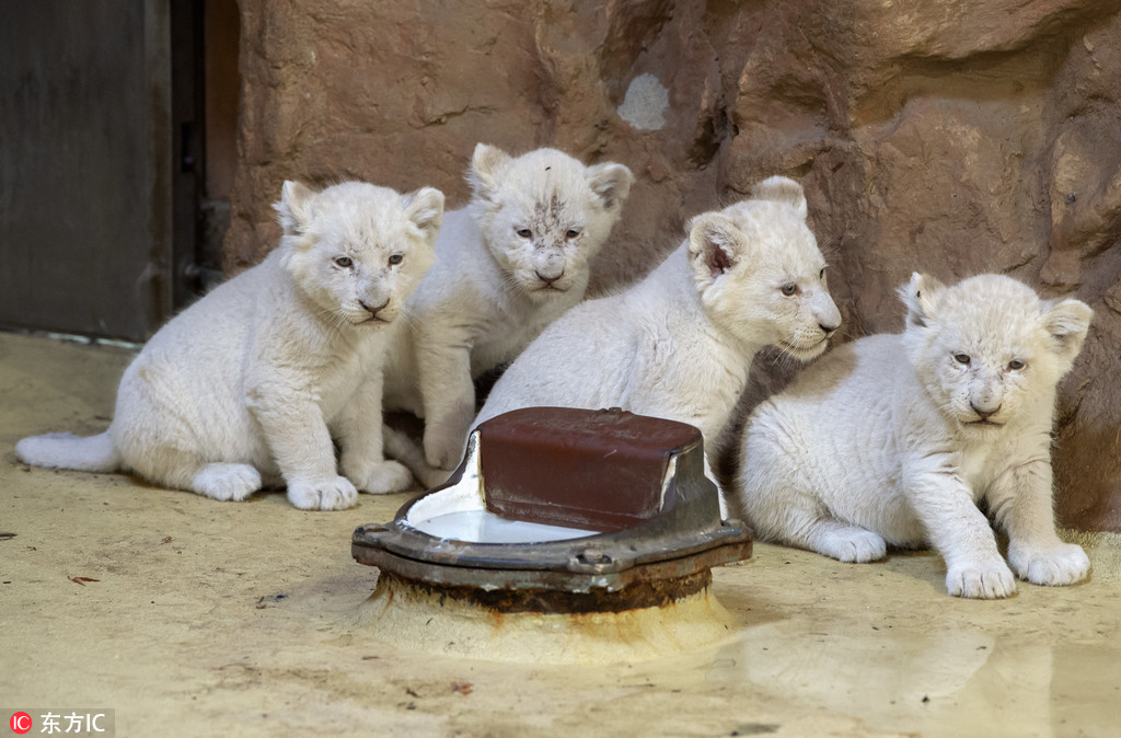 德國動物園珍稀白獅寶寶接受體檢 對飼養員怒吼咆哮“我超凶的”【5】