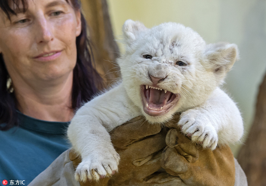 德國動物園珍稀白獅寶寶接受體檢 對飼養員怒吼咆哮“我超凶的”【3】