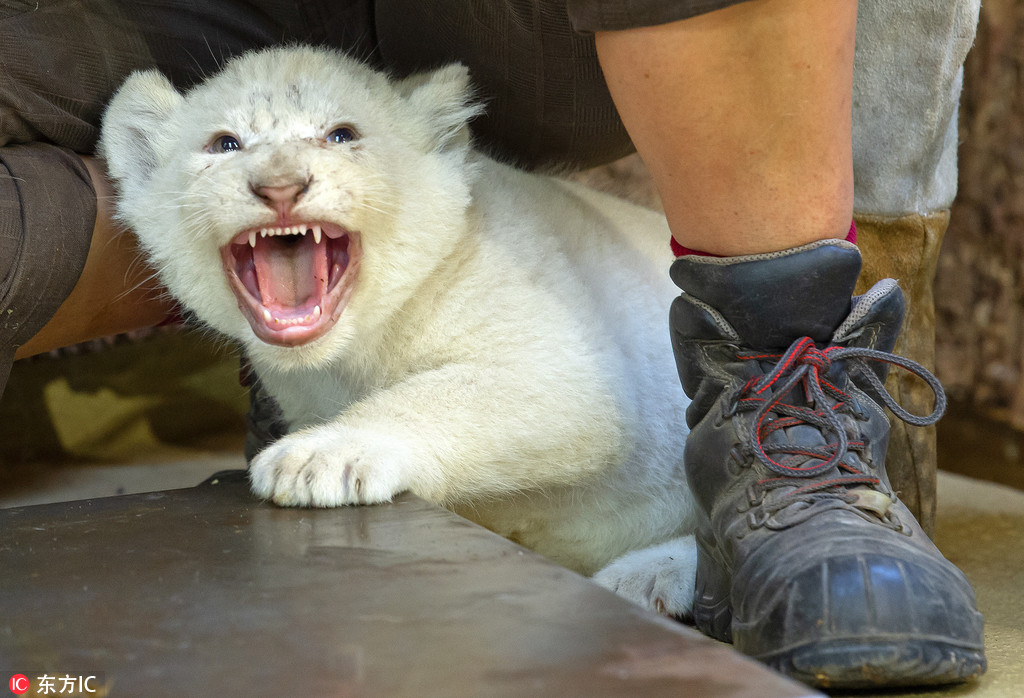 德國動物園珍稀白獅寶寶接受體檢 對飼養員怒吼咆哮“我超凶的”【4】