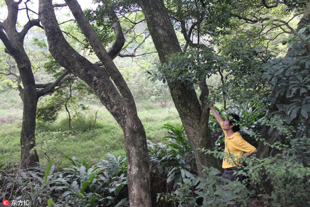 廣東佛山也有原始森林了！南丹山發現多個千年古樹群【2】