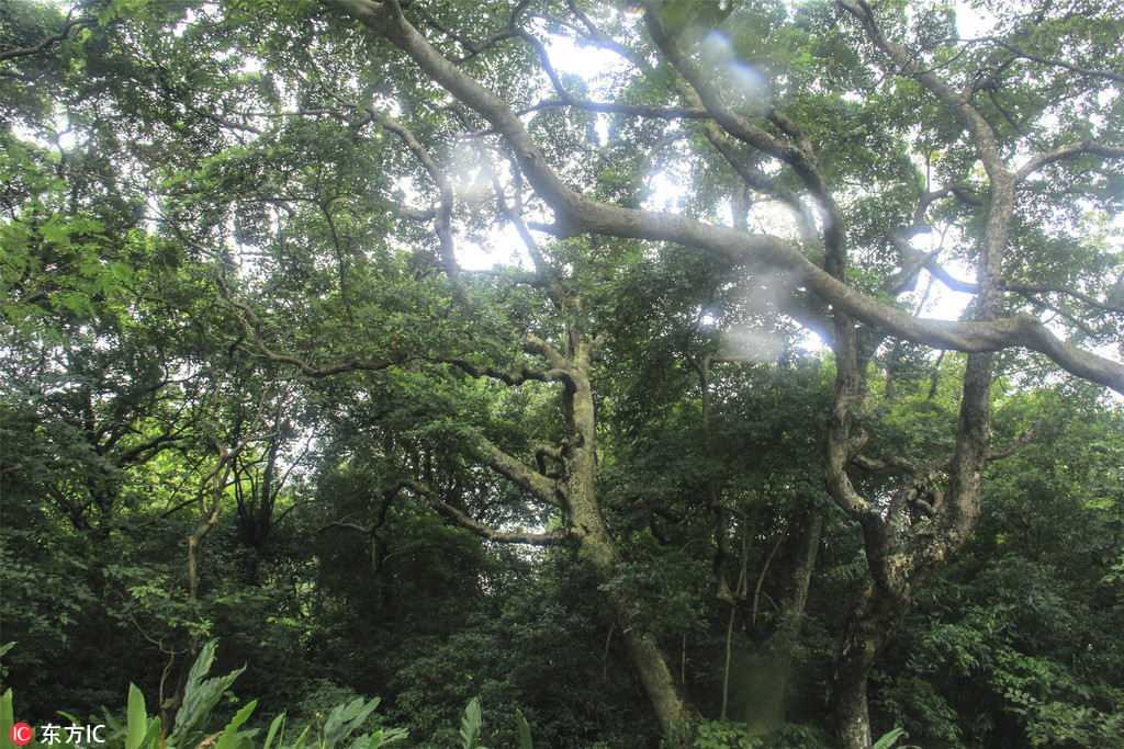 廣東佛山也有原始森林了！南丹山發現多個千年古樹群【6】