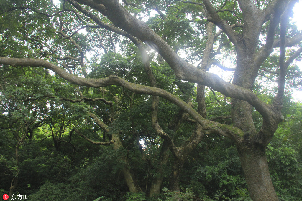 廣東佛山也有原始森林了！南丹山發現多個千年古樹群【7】