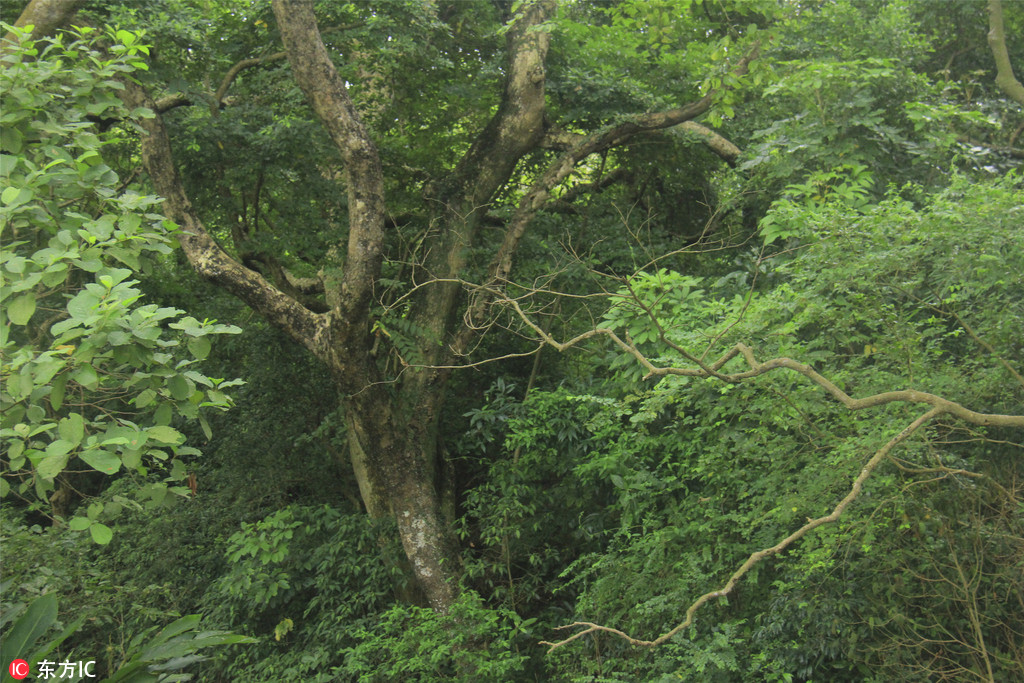 廣東佛山也有原始森林了！南丹山發現多個千年古樹群【9】