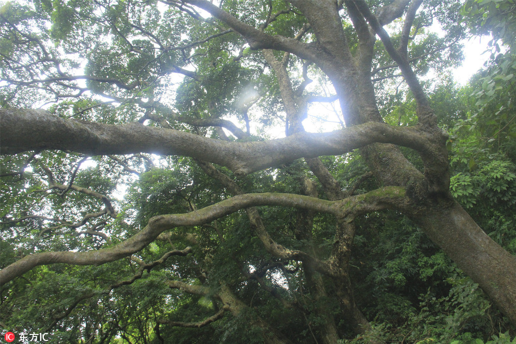 廣東佛山也有原始森林了！南丹山發現多個千年古樹群【8】