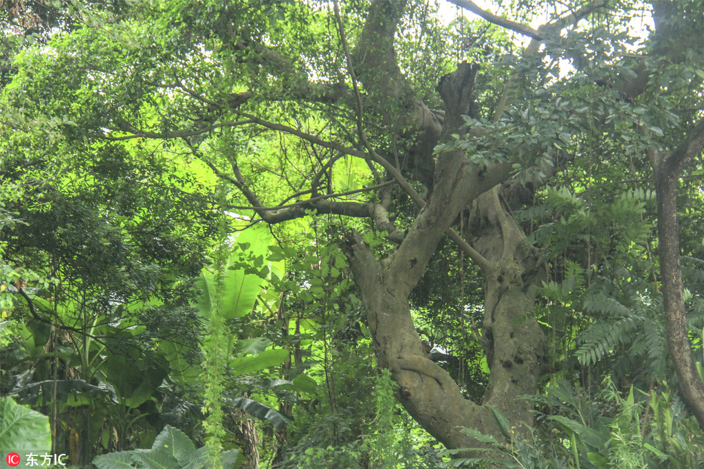 廣東佛山也有原始森林了！南丹山發現多個千年古樹群【10】