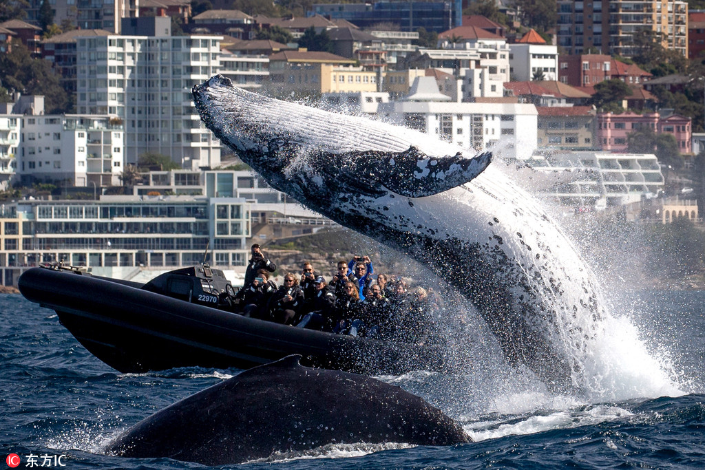澳大利亞座頭鯨愛表演 出水炫技驚呆了一船游客