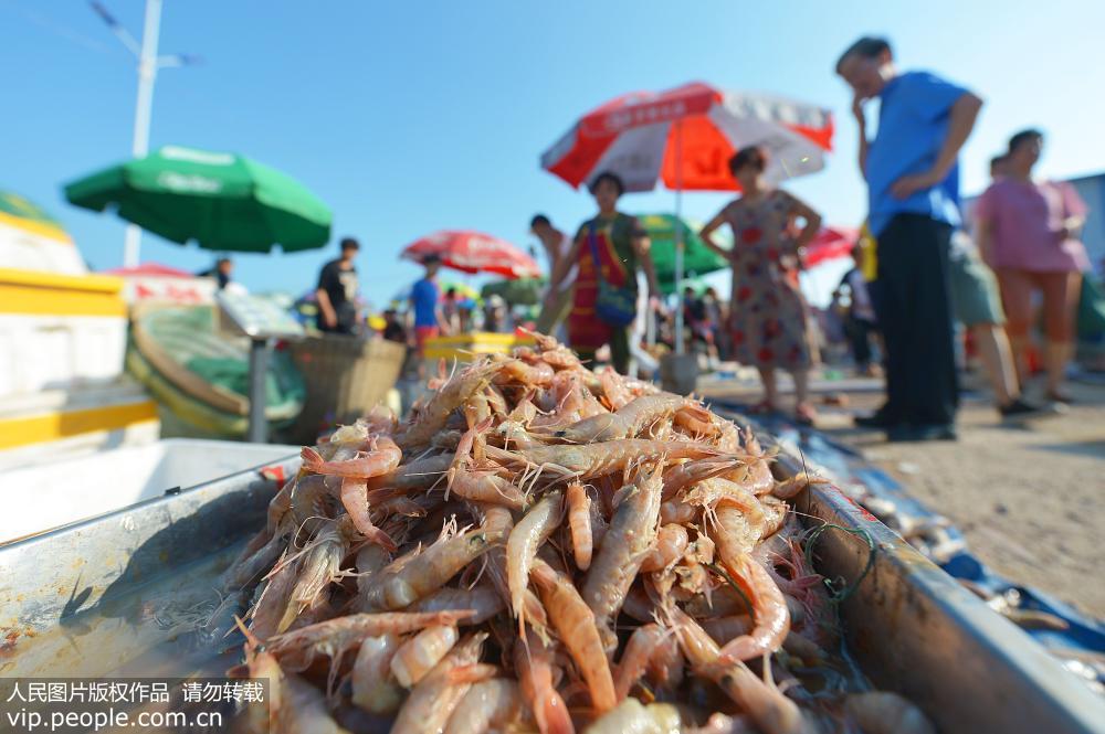 2018年9月1日，在青島市沙子口“開海”市場上擺放銷售的當地特產立蝦。
