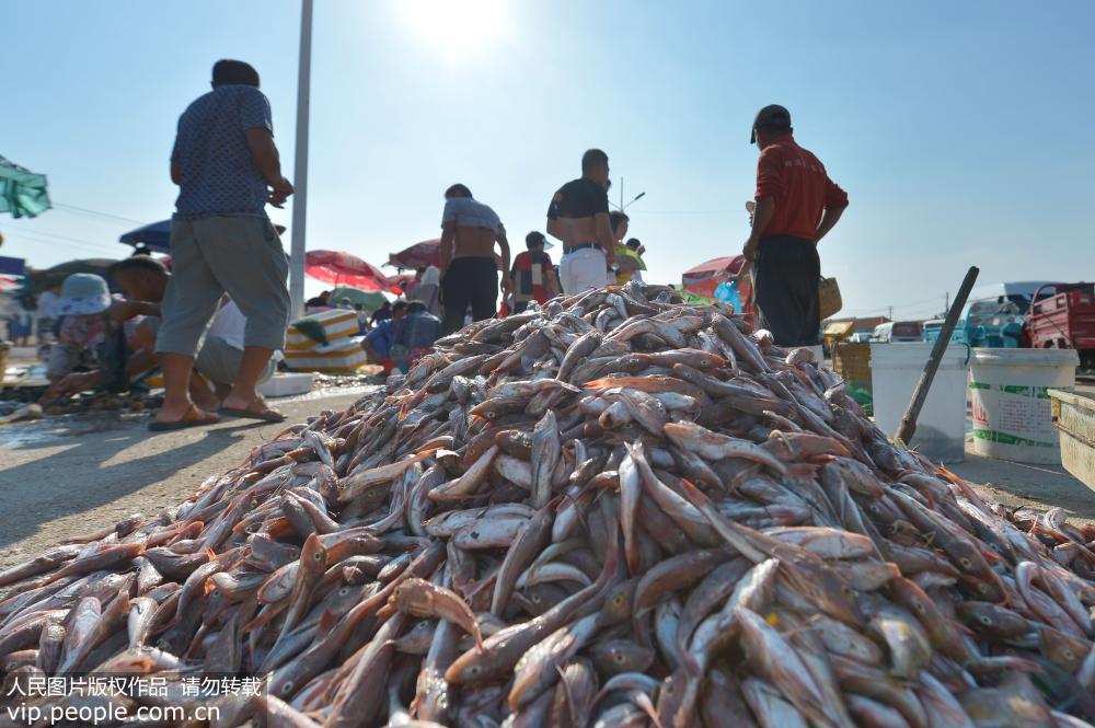 2018年9月1日，在青島市沙子口“開海”市場上擺放銷售的紅頭魚。