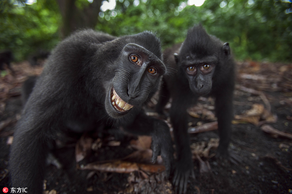 印尼蘇拉威西，當地動物園內一群超有鏡頭感的猴子，他們在鏡頭前擺出各種各樣的表情，所有人類該有的表情，它們都有。攝像機鏡頭反射出的樣子讓它們著迷，有時他們還會為了搶鏡而互相推擠。