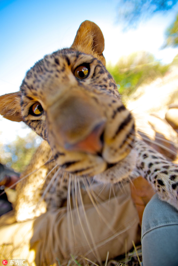 一頭愛臭美的豹子竟然想用攝影師的相機給自己來張自拍。澳大利亞野生動物攝影師Shannon Benson在南非拍攝一頭年輕的雌性美洲豹，它竟然好奇的玩起攝影師的相機來。