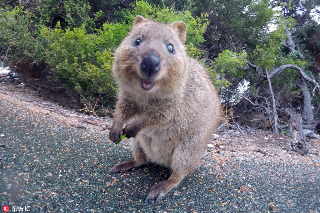22歲的澳大利亞小哥Campbell Joness在羅特內斯特島拍攝到一組短尾矮袋鼠的照片。畫面中，這些毛孩子們有的津津有味吃樹葉，有的開心跳上跳下，有的甚至還和Campbell一起玩起了自拍。它們鏡頭感十足，肆意賣萌，微笑並擺出各種pose。短尾矮袋鼠屬於在澳洲的食草哺乳動物，它們主要生活在像是羅特內斯特島在內的澳大利亞西部沿海島嶼上。