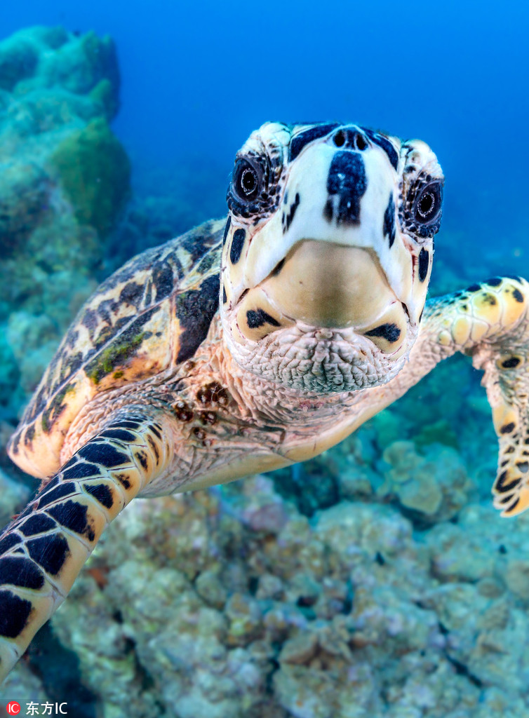 這是一隻假裝自己有手機的海龜，它“學"著人家自拍的樣子凹造型，模樣十分搞笑。攝影師Nick Polanszky在加勒比海域潛水時遇到了這個小家伙。