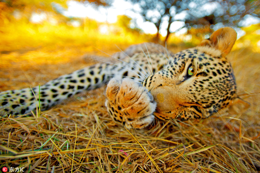 一隻調皮的小豹子玩弄美女攝影師的相機，給自己拍了一張自拍照。這驚人的一幕是澳大利亞野生動物攝影師Shannon Benson在南非拍到的。