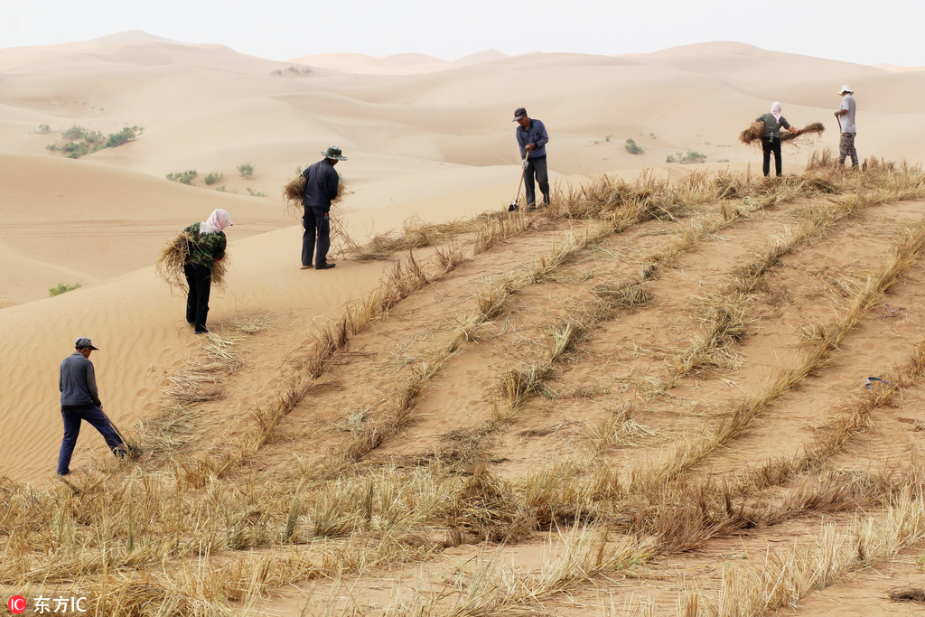 寧夏回族自治區境內黃河北岸騰格裡沙漠，有一群人他們每天進入沙漠工作，用一把鐵鍬，一捆捆麥草，吃喝沙漠，用汗水和毅力戰勝了沙漠，他們就是沙坡頭治沙人，沙漠裡的“沙漠英雄”。（8月26日攝）