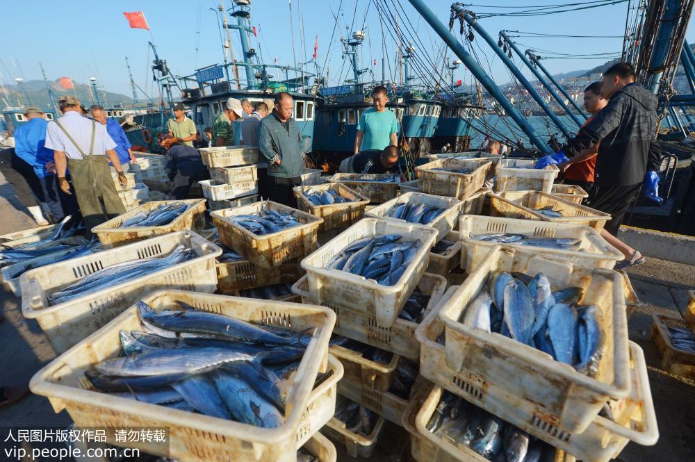 山東青島：開海迎豐收 日有數萬斤漁獲靠港【3】