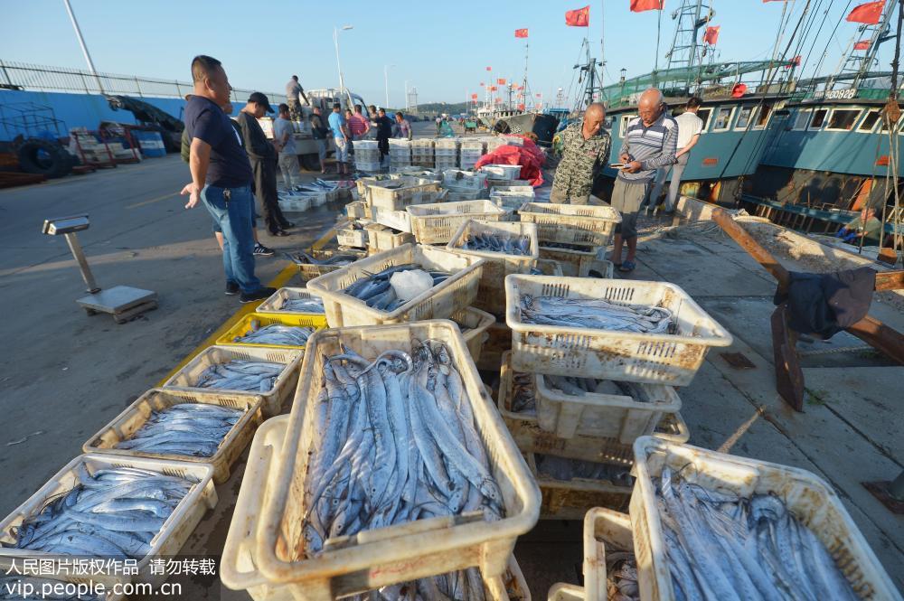 山東青島：開海迎豐收 日有數萬斤漁獲靠港【4】