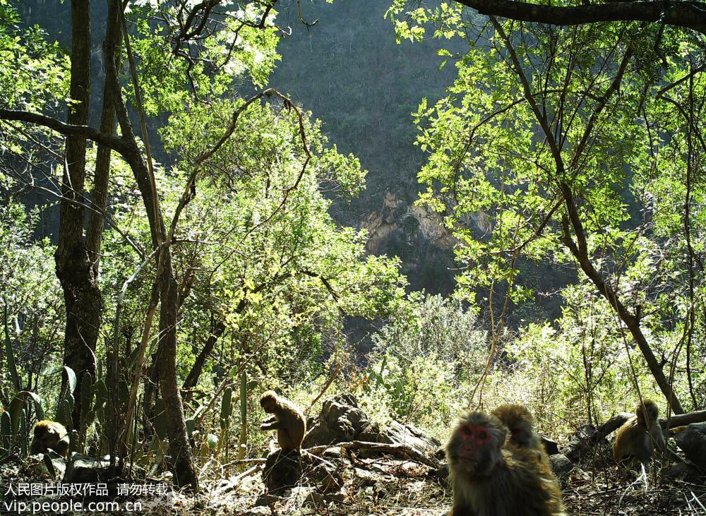 2018年4月28日，雲南大理巍山青華綠孔雀省級自然保護區管護局用紅外相機拍攝到的國家Ⅱ級重點保護動物獼猴。