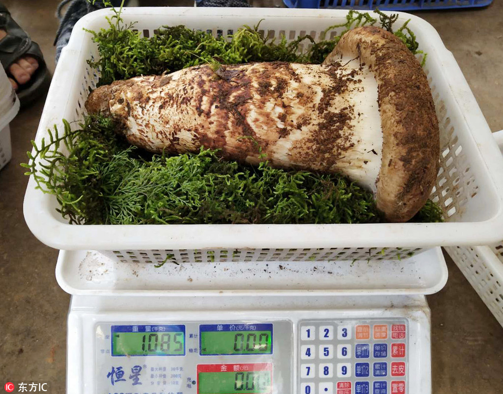 雲南今年成交的“鬆茸王” 1公斤1.2萬令人震驚！