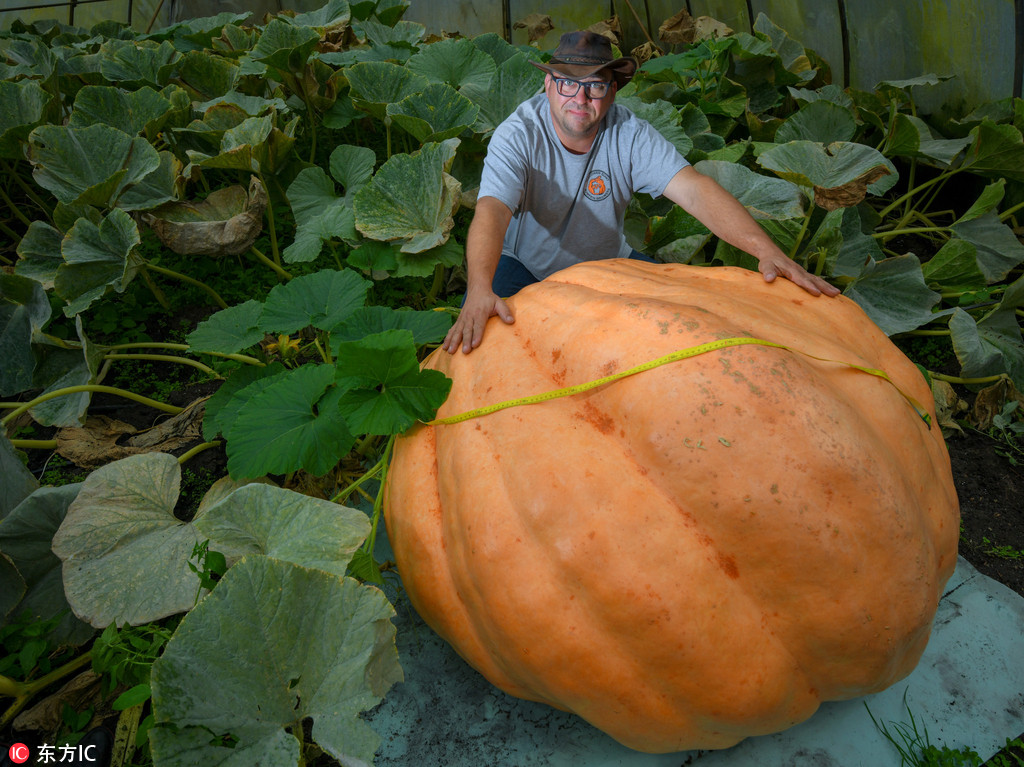 “大”開眼界！德國男子種出400公斤巨型南瓜