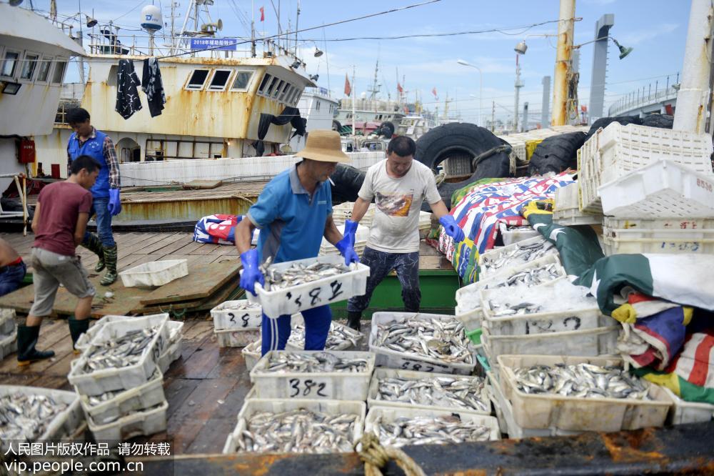 9月18日，工人在舟山國際水產城碼頭卸載秋后漁船開捕“第一網”的海鮮。