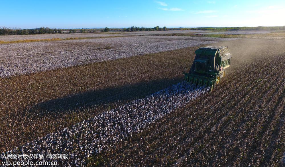 一台採棉機馳騁在新湖農場的萬畝棉田裡，標志著該場57萬畝棉花機械採摘工作全面展開。呂大剛/攝