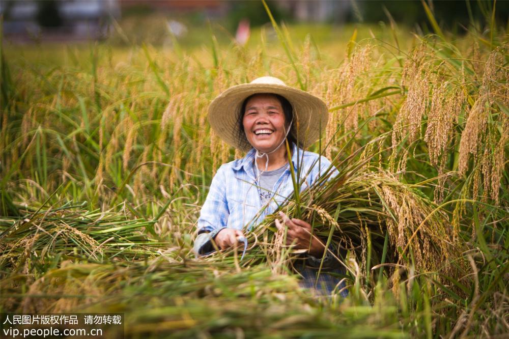 雲南省廣南縣八寶鎮迎來水稻豐收季，田間地頭到處是一派繁忙的秋收景象。廣南是著名的中國八寶貢米之鄉，2018年全鎮八寶米種植約14000余畝，畝產干谷462公斤，預計產量6496.6噸、產值4677.6萬元。薛丹/攝