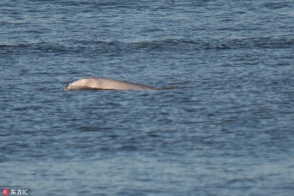 罕见白鲸连续三天出现于泰晤士河 疑似迷路(2) 第2页