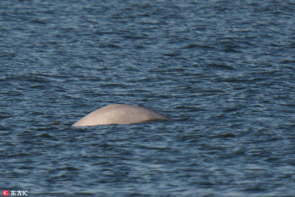 罕见白鲸连续三天出现于泰晤士河 疑似迷路 第1页