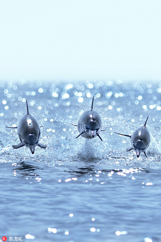 三頭海豚齊齊躍出海面 仿佛飛行中的戰斗機【4】