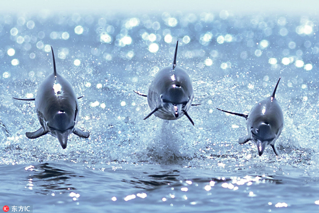 三頭海豚齊齊躍出海面 仿佛飛行中的戰斗機