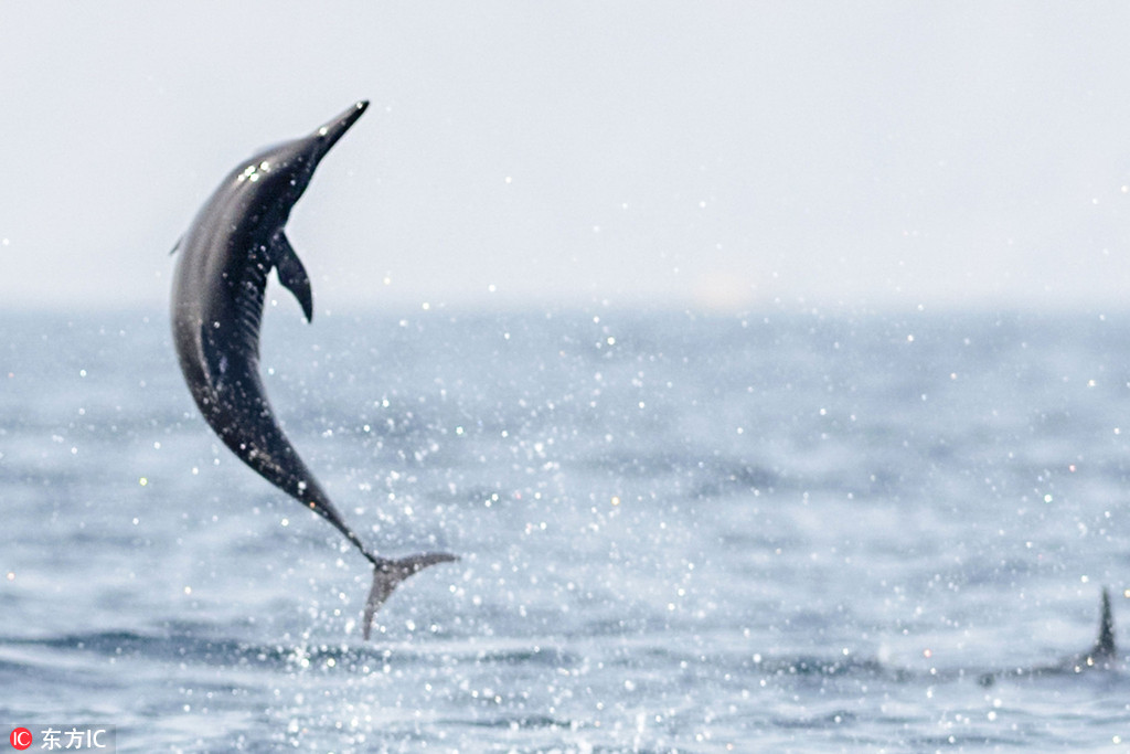 三頭海豚齊齊躍出海面 仿佛飛行中的戰斗機【2】