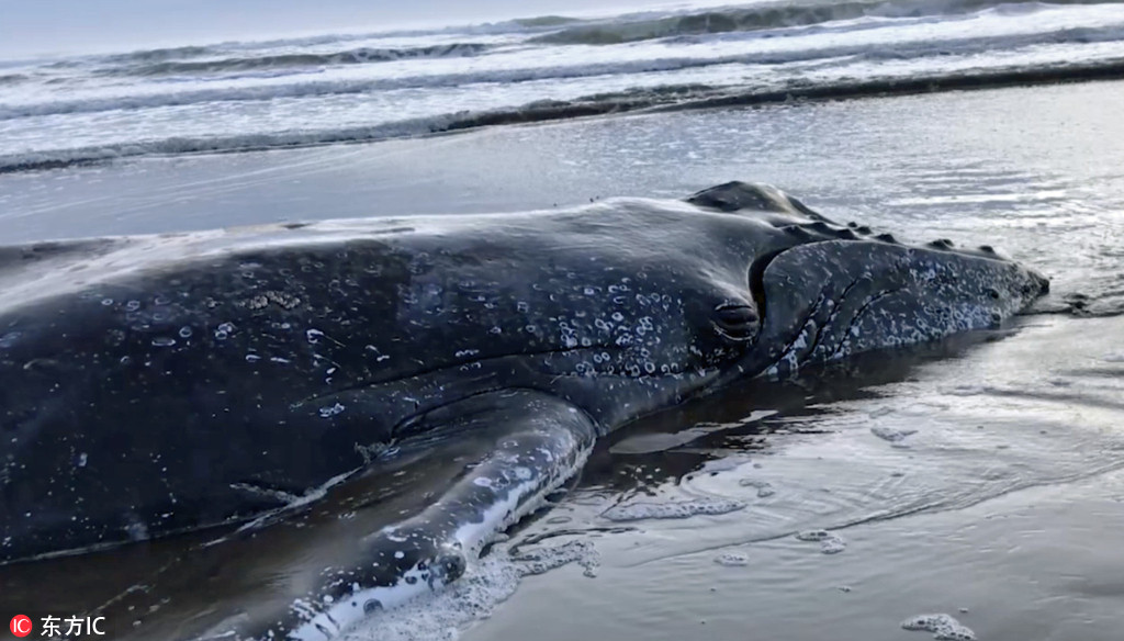 阿根廷座头鲸搁浅沙滩 救援人员奋战28小时将其送回海 第1页