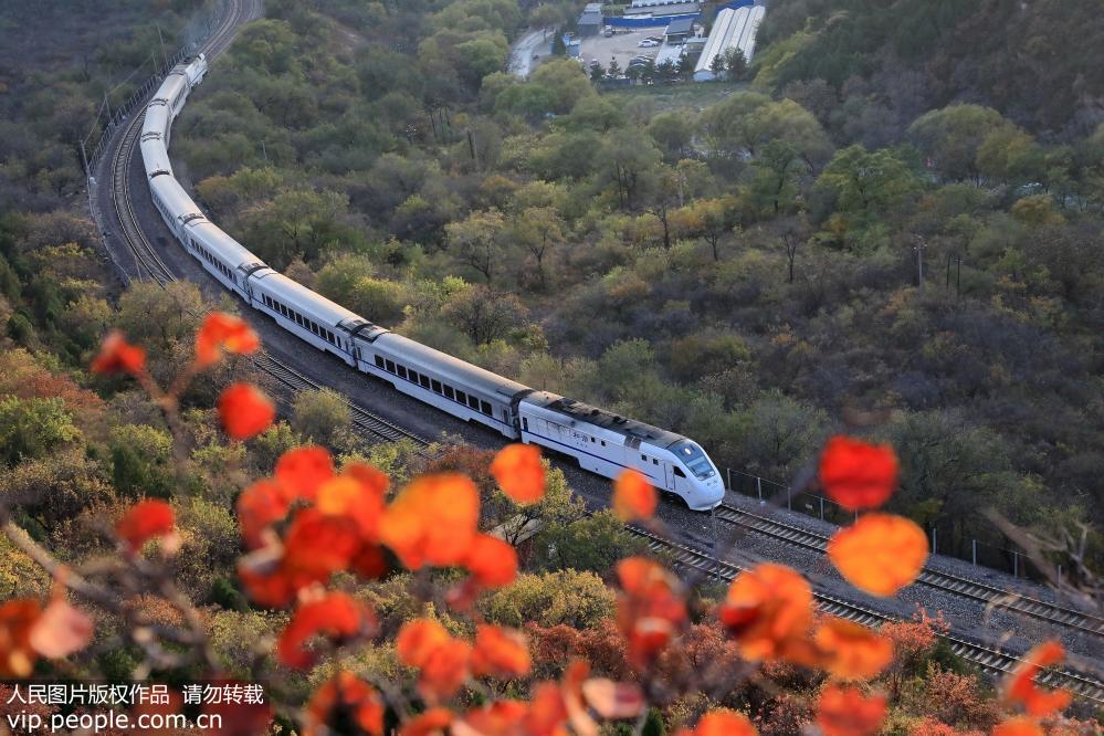 北京：最美的列車穿越金秋居庸關長城紅葉林