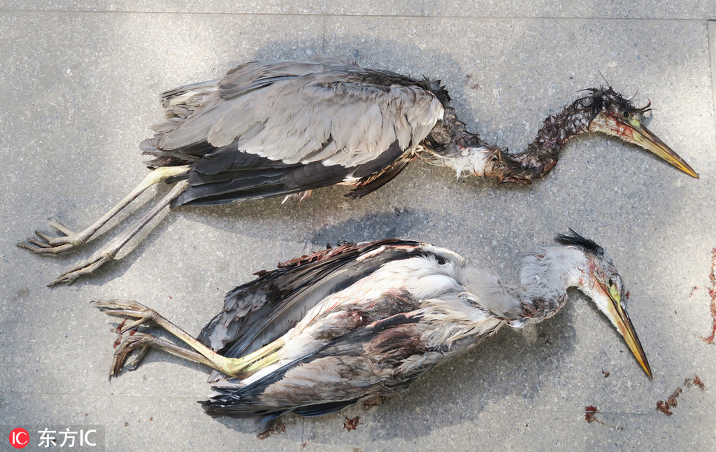浙江警方破获一起非法猎杀国家保护鸟类案件