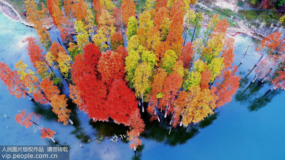 仙居縣谷坦水庫紅杉林。（11月10日攝）