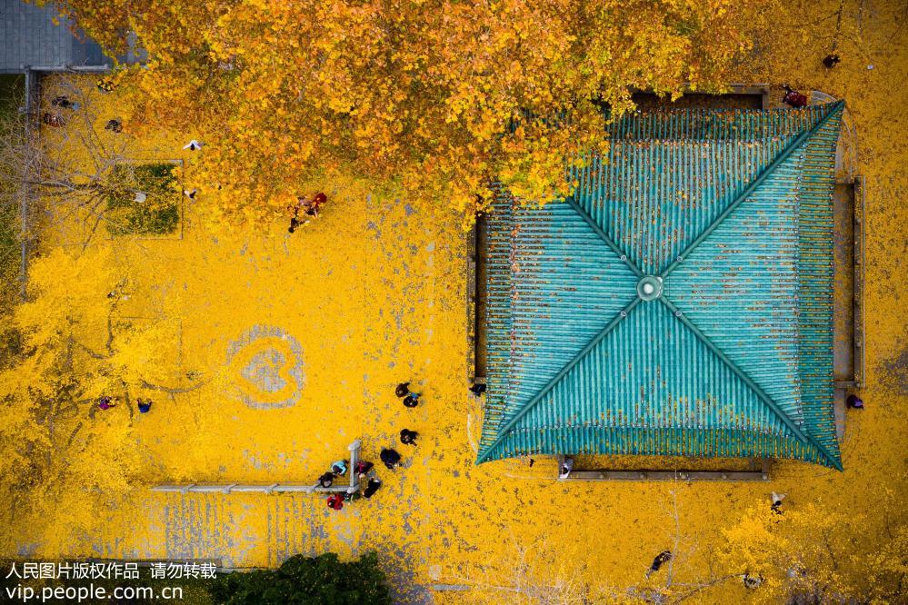 南京：银杏叶落铺“金毯”