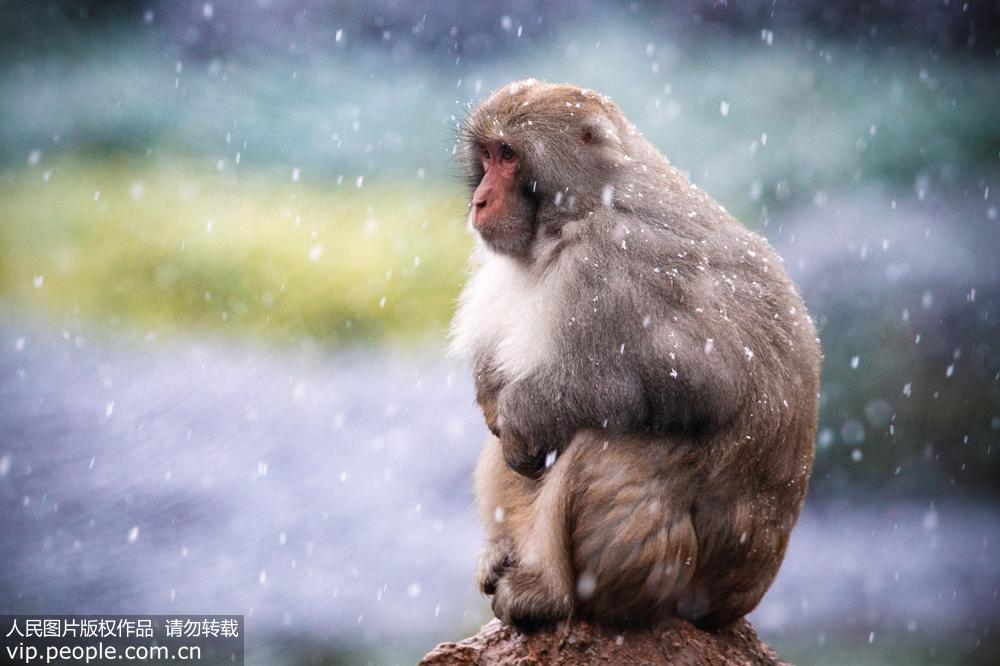南京迎降雪天氣 動物園獼猴迎風戲雪【4】