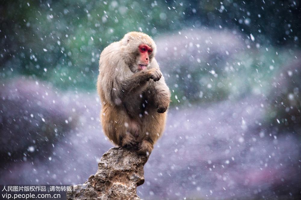 南京迎降雪天氣 動物園獼猴迎風戲雪