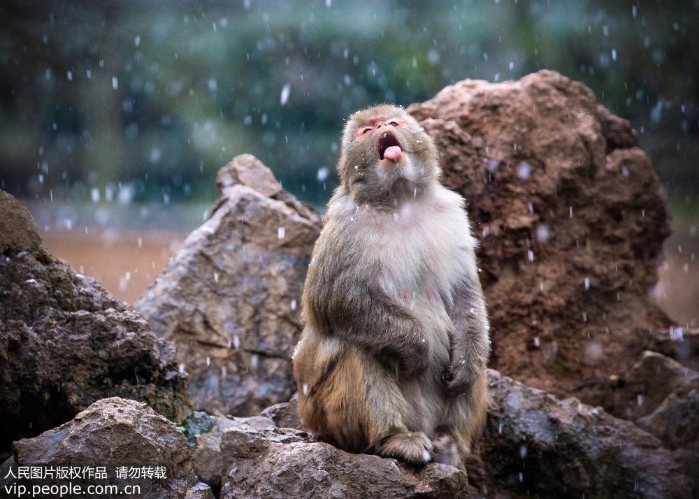 南京迎降雪天氣 動物園獼猴迎風戲雪【2】