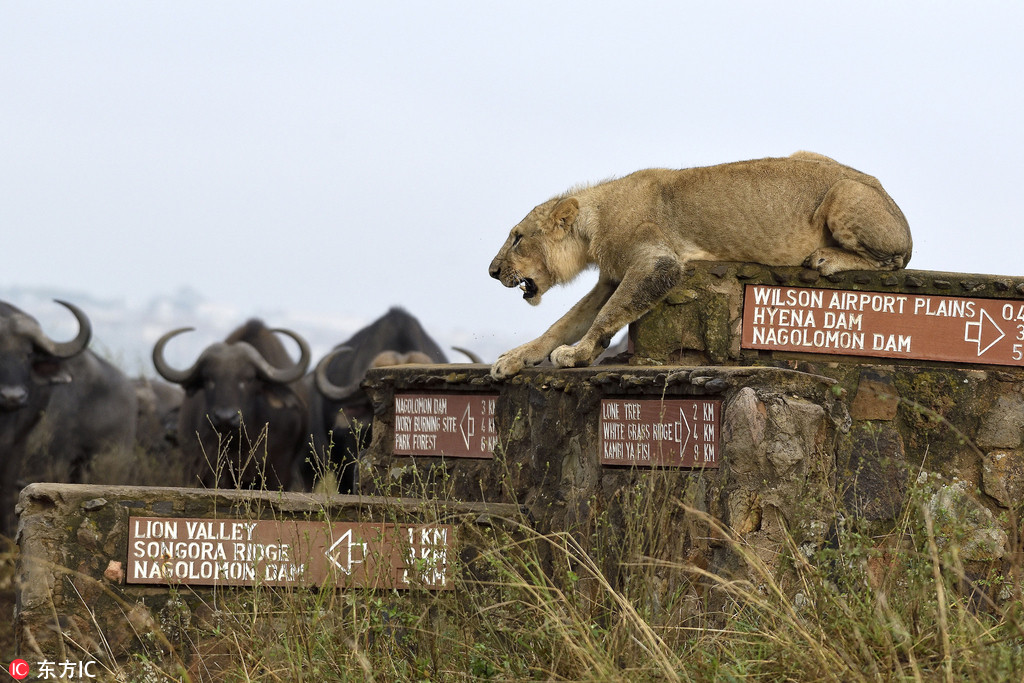 肯尼亞雄獅遭水牛圍攻 四面楚歌險些淪為獵物【4】