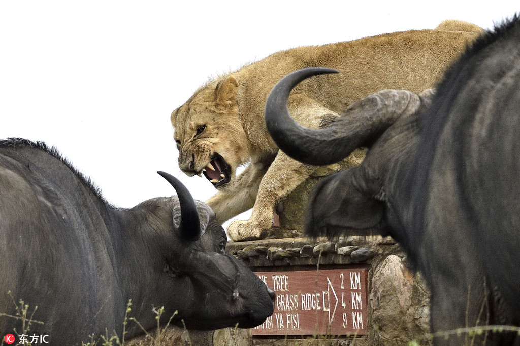 肯尼亞雄獅遭水牛圍攻 四面楚歌險些淪為獵物