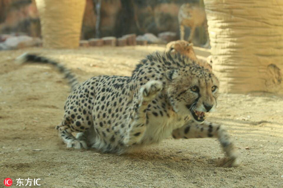 河南首次引进10只南非猎豹！在郑州市动物园“安家”【4】