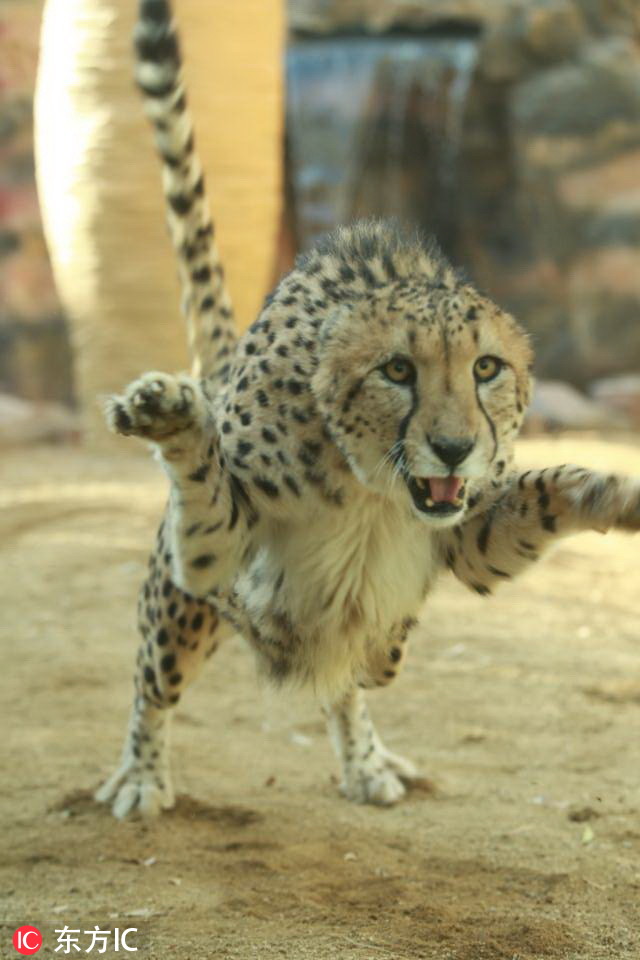河南首次引进10只南非猎豹！在郑州市动物园“安家”【5】