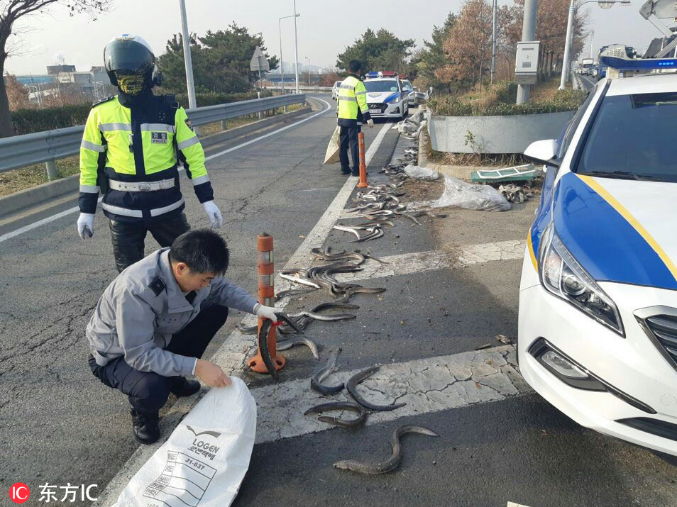 韩国300多条活鳗鱼洒一地 警察封路捡半小时