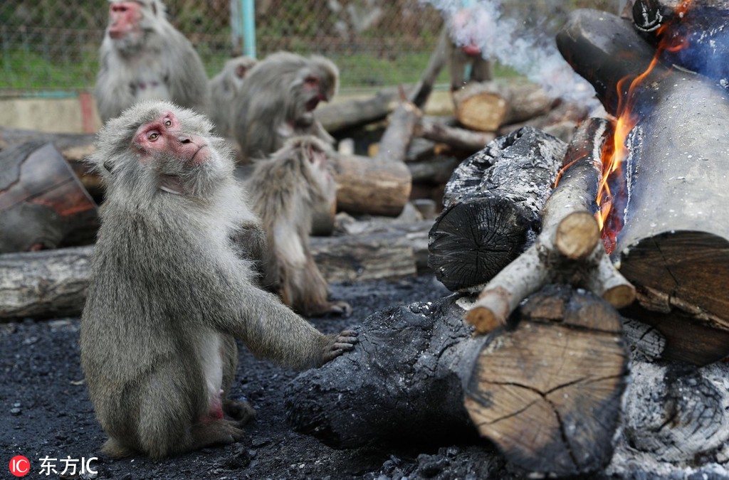 太冷了！日本猴子圍篝火取暖【3】